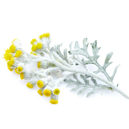 A silver-green stem with lacy leaves and clusters of small, yellow-tipped flowers, isolated on a white background.