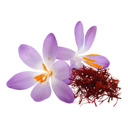 Two purple crocus flowers with orange centers are displayed next to a small pile of red saffron threads on a white background.