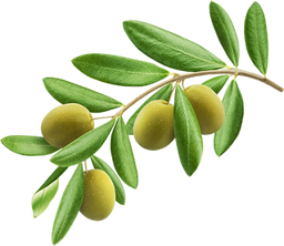 A branch of an olive tree with several green olives and elongated green leaves against a light background.